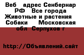 Веб – адрес Сенбернар.РФ - Все города Животные и растения » Собаки   . Московская обл.,Серпухов г.